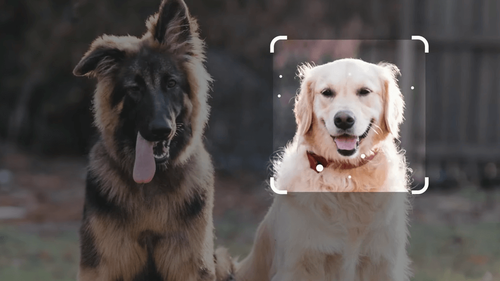 請Bard協助撰寫有趣的圖片說明，像是這兩隻狗的照片上傳後，經過AI圖片辨識